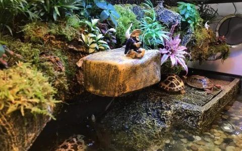 什么牌子的水泵不会导致龟应激？