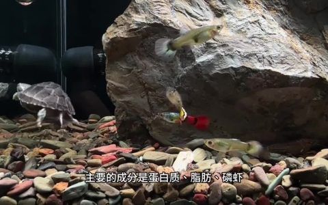 高够力龟粮：龟粮中的扛把子！探究它的过人之处