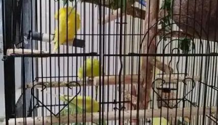 千鹦鸟舍靠谱吗