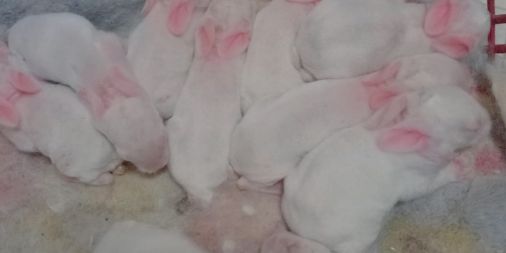 兔子生了小兔子怎么护理？小编告诉你