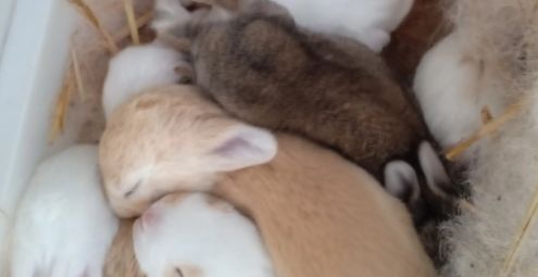兔子生了小兔子怎么护理？小编告诉你