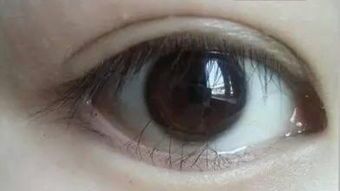 睫角守宫多长时间会蜕皮一次？