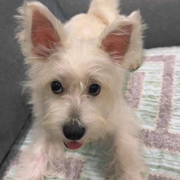 去泪痕狗粮推荐:FISH4DOGS用三文鱼配方还狗狗干净小脸