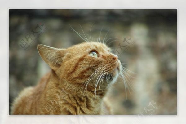 橘猫图片
