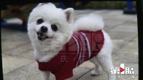 宠物狗对鱼过敏？原因及对策揭秘