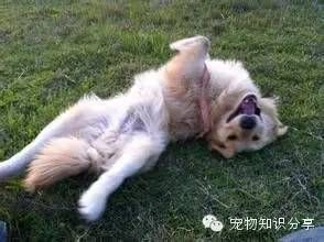 宠物狗对鱼过敏？原因及对策揭秘