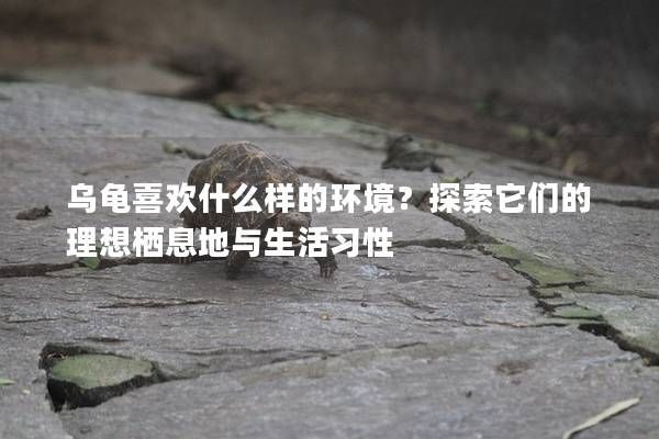 乌龟喜欢什么样的环境?探索它们的理想栖息地与生活习性