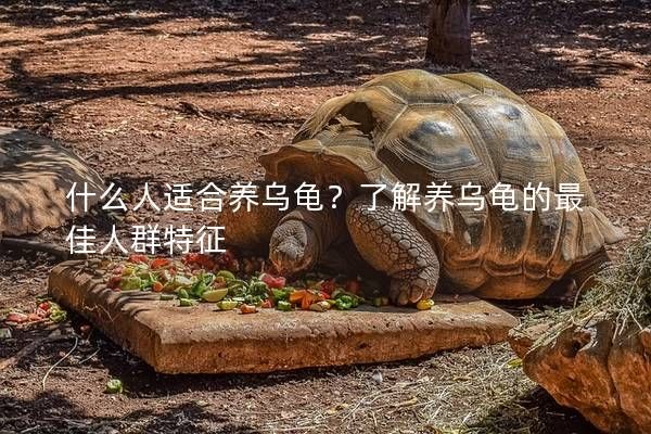 什么人适合养乌龟？了解养乌龟的最佳人群特征