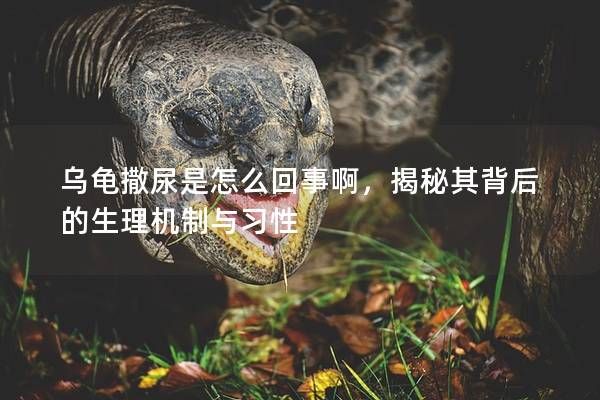 乌龟撒尿是怎么回事啊,揭秘其背后的生理机制与习性