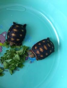 陆地乌龟有多少品种 陆地龟特点