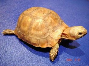 【陆地乌龟】探秘你知道有多少品种吗从外形到生活习性一一揭秘！