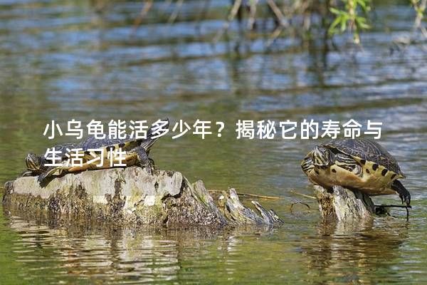 小乌龟能活多少年?揭秘它的寿命与生活习性