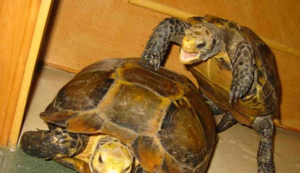 乌龟世界的奇妙之旅（探索不同种类的乌龟及其生活习性）