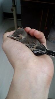 鸟受伤了怎么办？如何治疗才能让它康复？