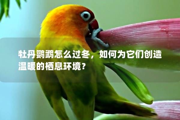 牡丹鹦鹉怎么过冬,如何为它们创造温暖的栖息环境?