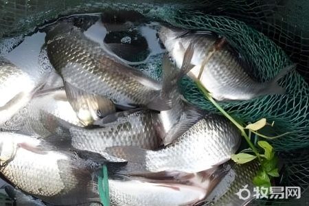 什么季节养鱼存活率高