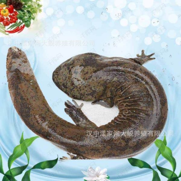 娃娃鱼活鱼大鲵3-6斤/条鲜活宠物鱼观赏鱼滋补月子餐火锅食材批发