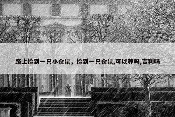 路上捡到一只小仓鼠,捡到一只仓鼠,可以养吗,吉利吗