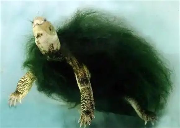 绿毛龟的特点是什么