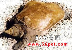 山瑞鳖-龟龟品种