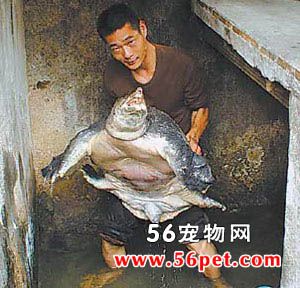 山瑞鳖-龟龟品种