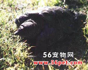 山瑞鳖-龟龟品种