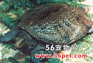 山瑞鳖-龟龟品种