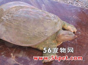 山瑞鳖-龟龟品种