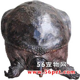 山瑞鳖-龟龟品种