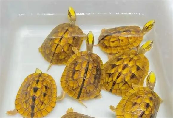 金钱龟与石金钱龟：看似相似却各有乾坤