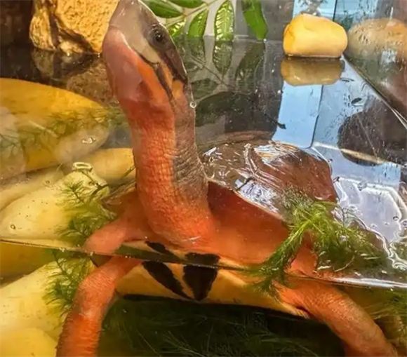 金钱龟与石金钱龟：看似相似却各有乾坤