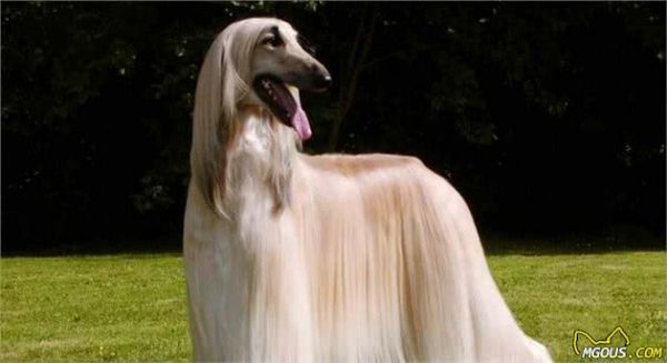 5种对犬毛发有益的食物,想美毛吃这些就对了