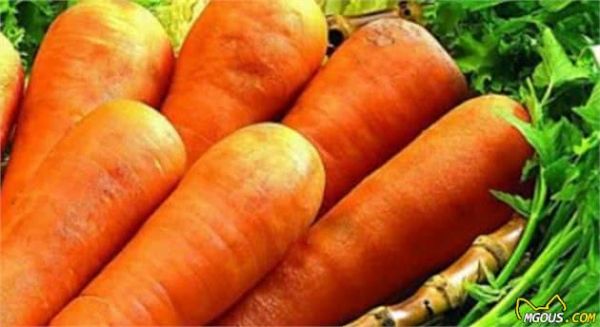 5种对犬毛发有益的食物，想美毛吃这些就对了