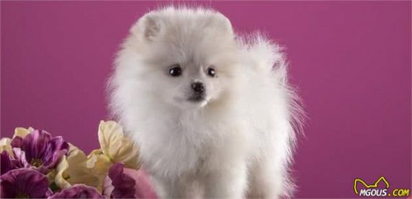 5种对犬毛发有益的食物,想美毛吃这些就对了