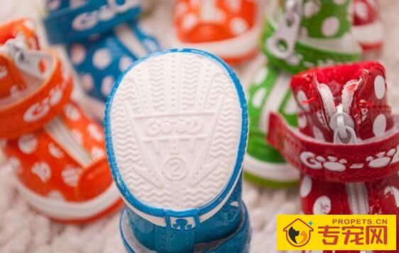 狗狗美容的常见装饰物