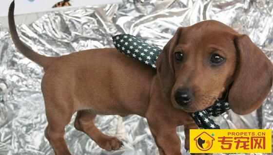 狗狗美容的常见装饰物