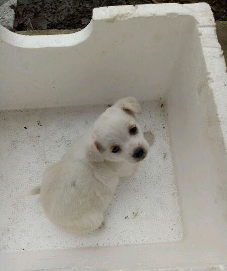 宠物狗生病可怜吗怎么办