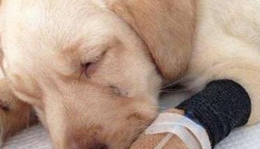 狗瘟早期症状狗瘟早期症状表现