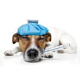 宠物狗生病了？原因及应对攻略！