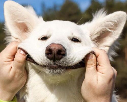 宠物狗胃部问题处理指南