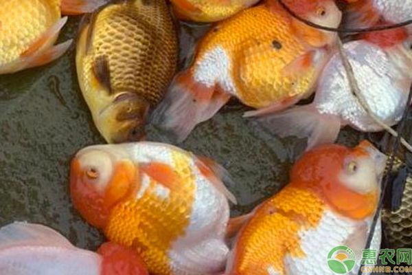 金鱼怎么养?如何养能让寿命延长?-图片版权归惠农网所有