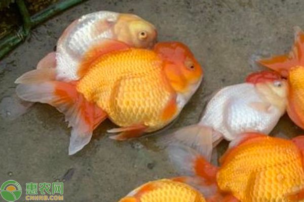 金鱼怎么养?如何养能让寿命延长?-图片版权归惠农网所有