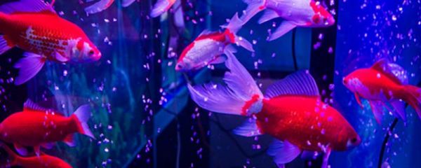 在家怎样养金鱼，合理喂食非常重要