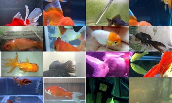 泰狮金鱼身上有白点怎么办