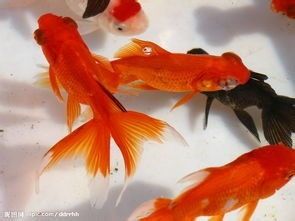 《金鱼养护秘籍，宠物爱好者必看！》