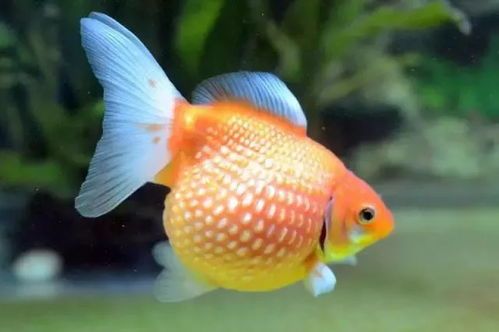 揭秘珍珠金鱼养护难题,宠物爱好者必读!