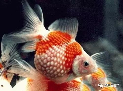 揭秘珍珠金鱼养护难题,宠物爱好者必读!