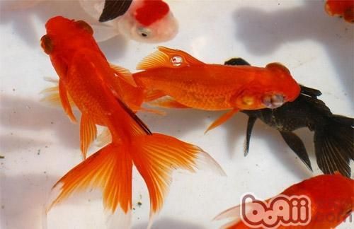 金鱼养护秘籍，繁殖技巧大公开！