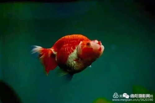 金鱼热带鱼混养攻略,打造和谐宠物乐园