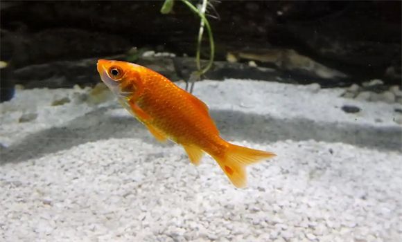 草金鱼寿命一般有多长?从新手到老手的草金鱼养护笔记